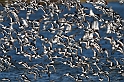 Oystercatcher - Q